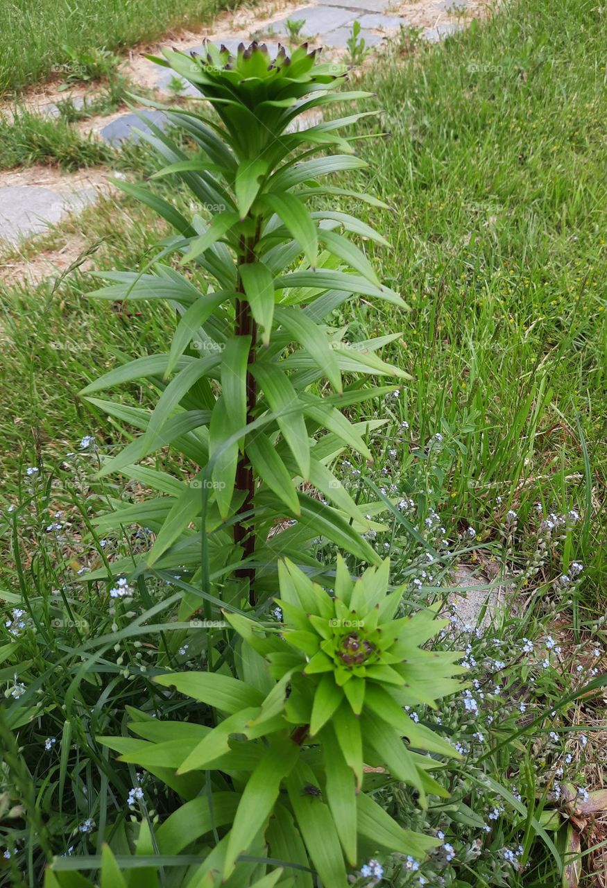 green leaves of lilies before flowering