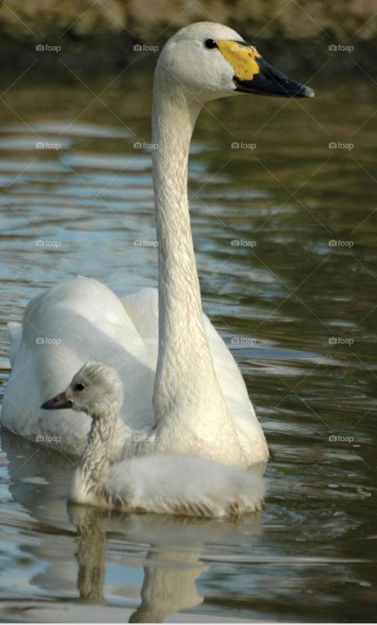 Mother Swan And Baby