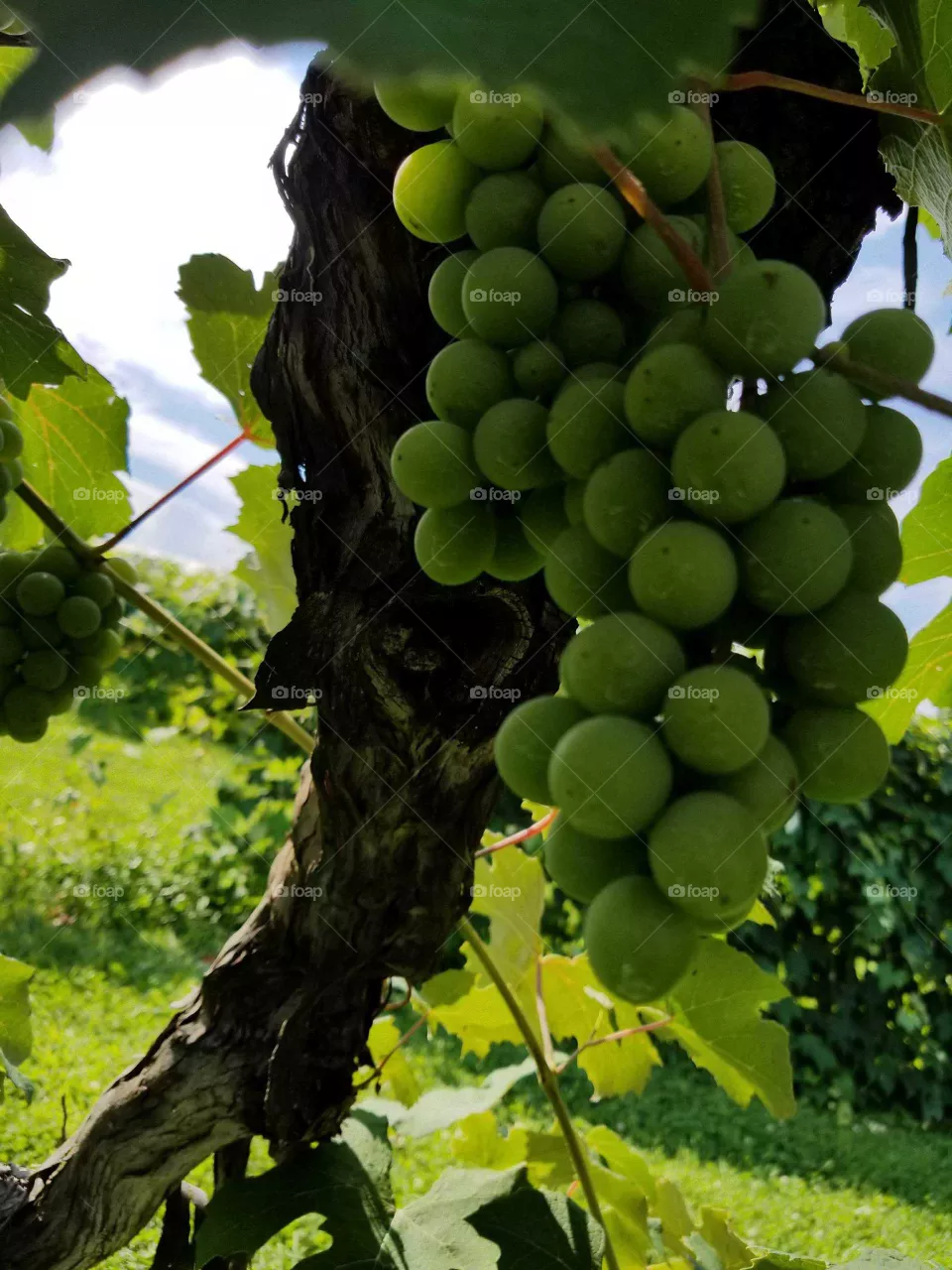 new grapes