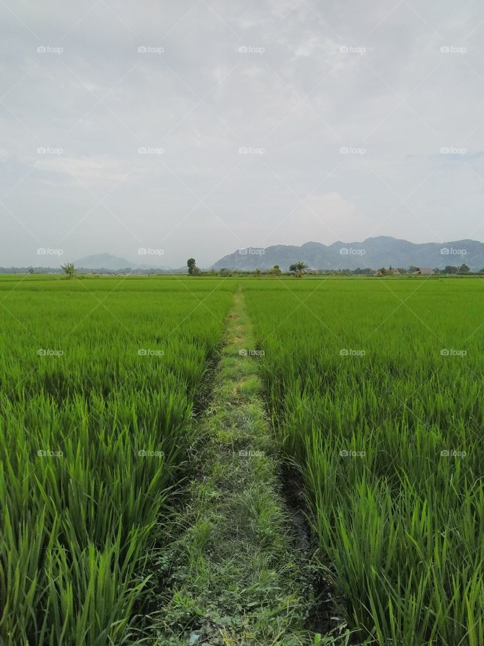 rice fields....