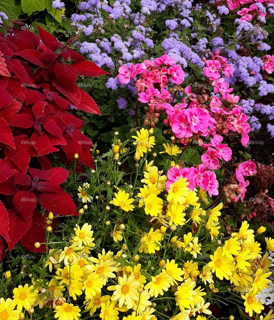 bed of flowers