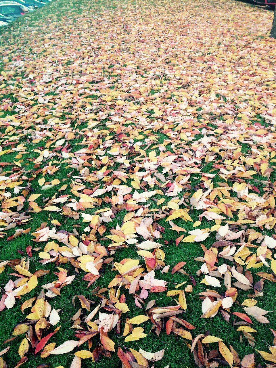 Autumn leaves
