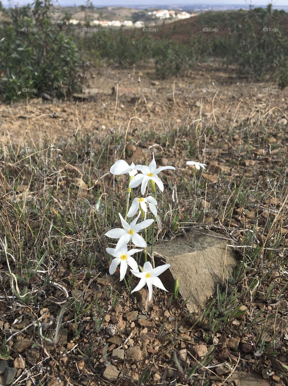 White flowers blooming in dry grass meadows