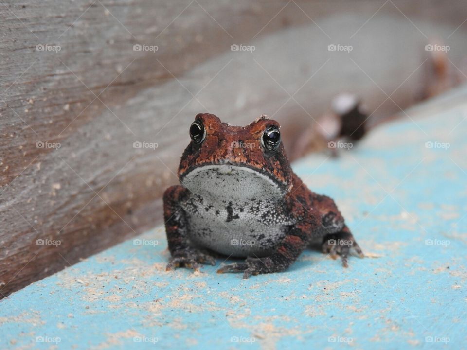 Toadally Awesome Closeup