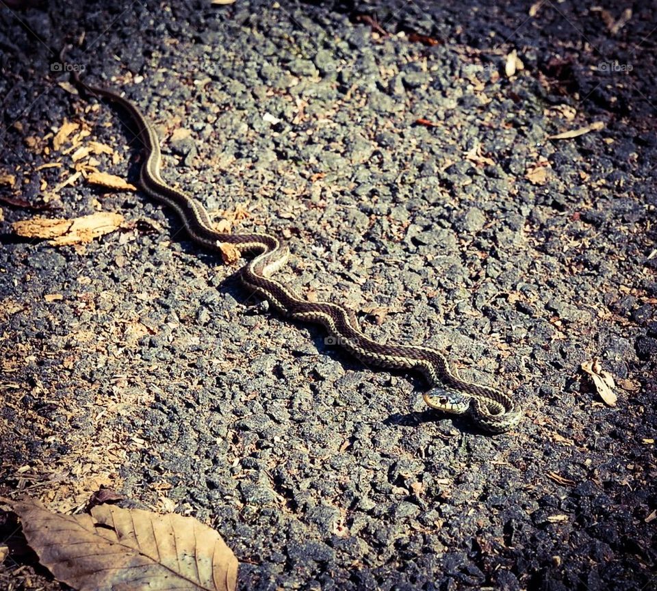 Snake at Riverbend