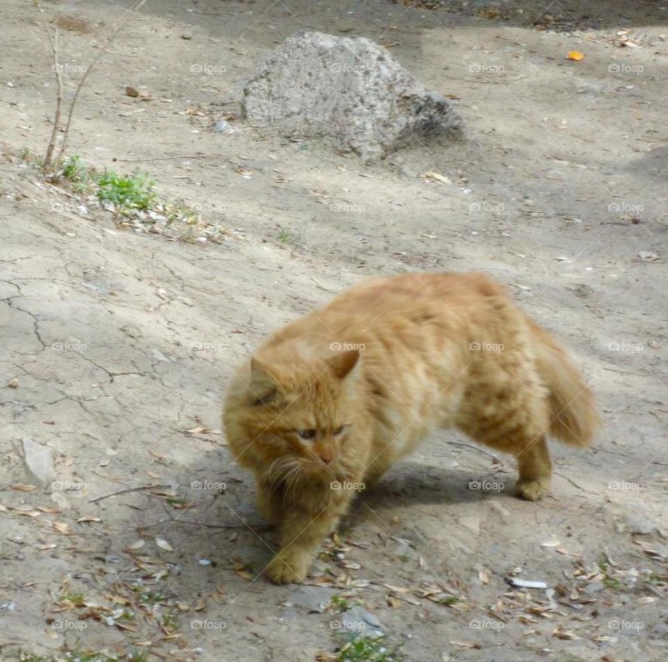 Persian Cat