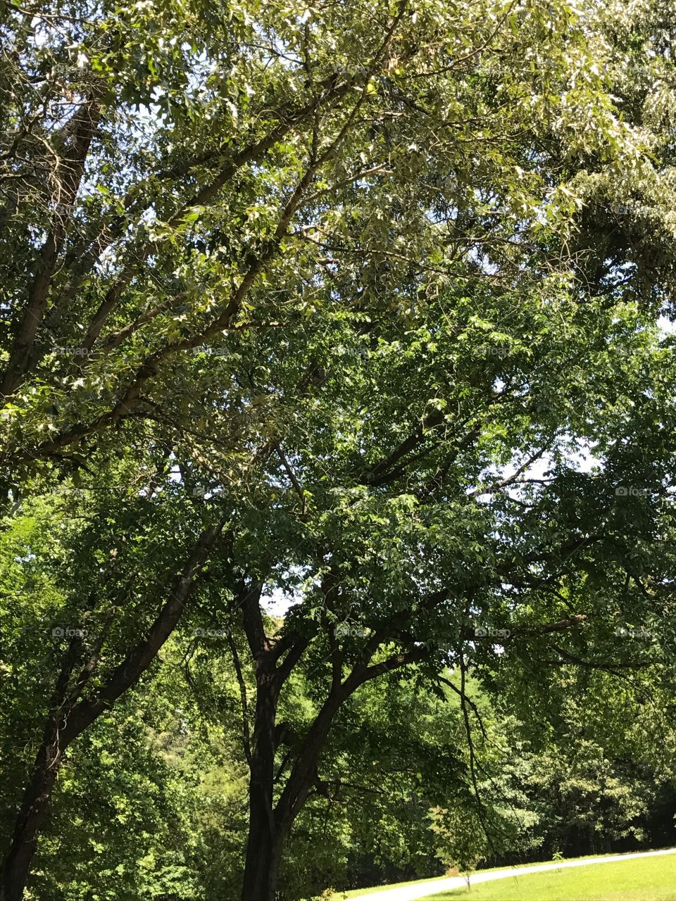 Woods around my grandmother's house.