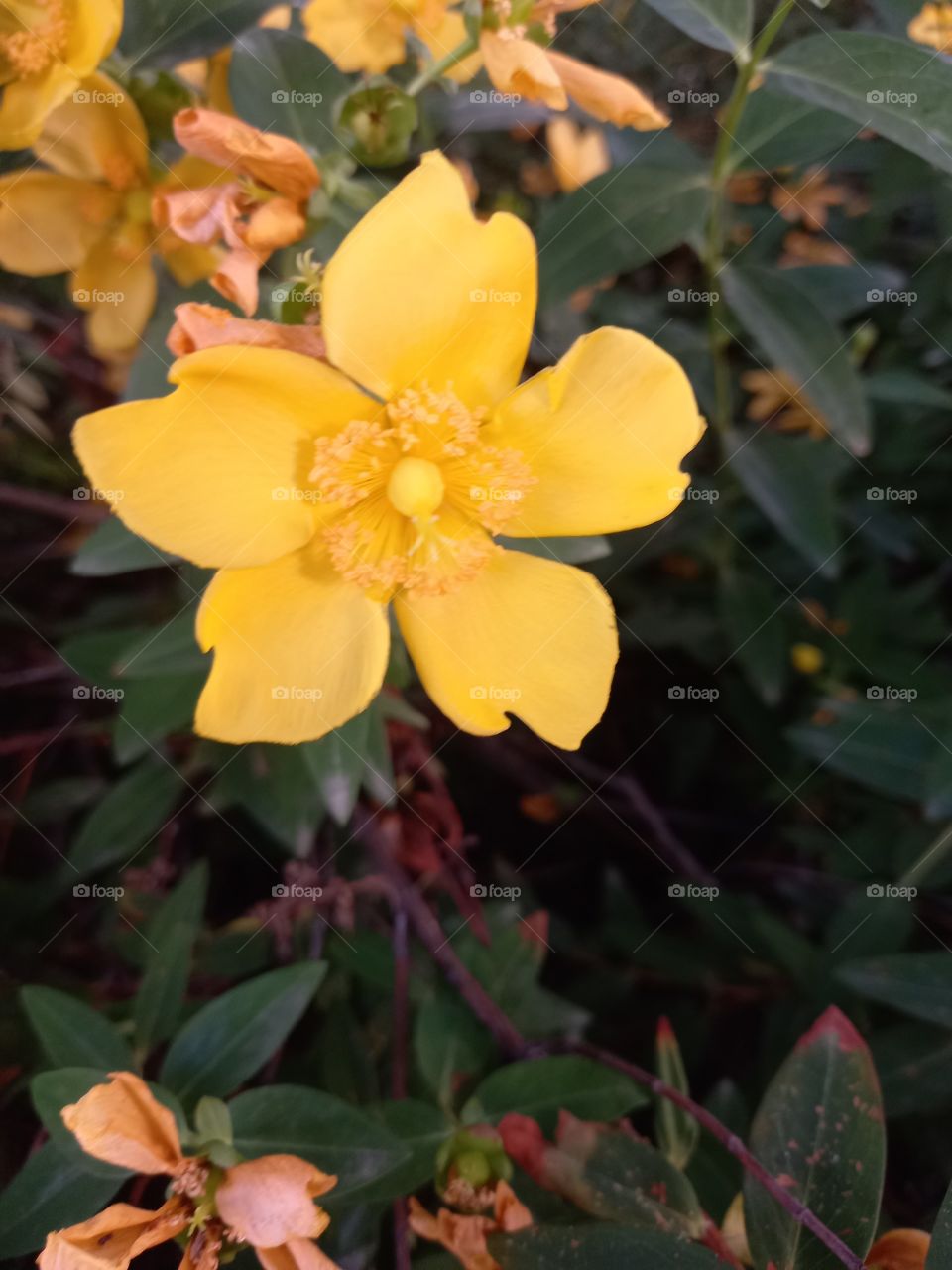 Unknown Yellow Flower
