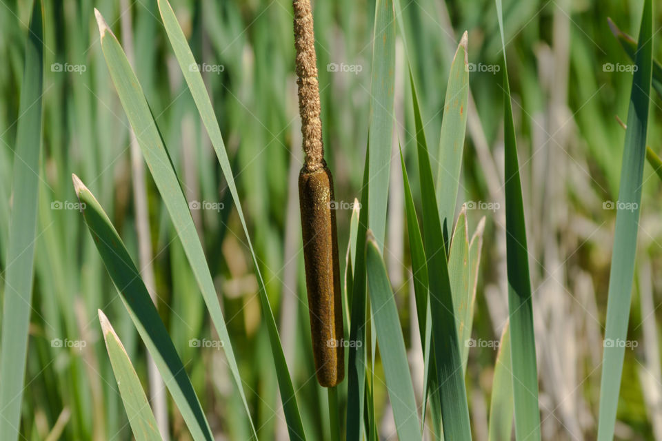 cattail