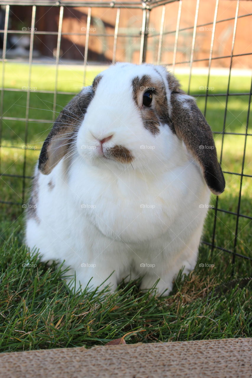 Bunny Chelsea. My beautiful bunny Chelsea enjoying the great outdoors.