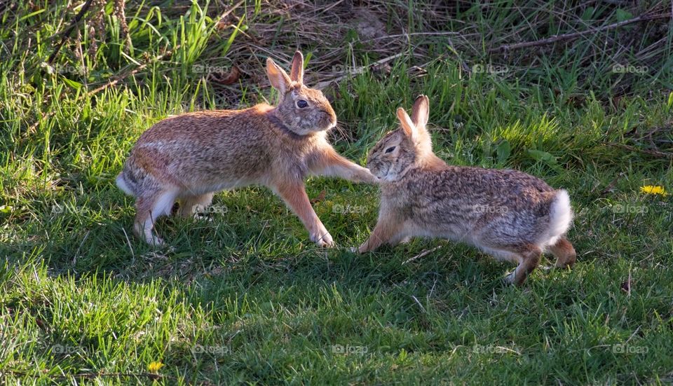 Frolicking rabbits