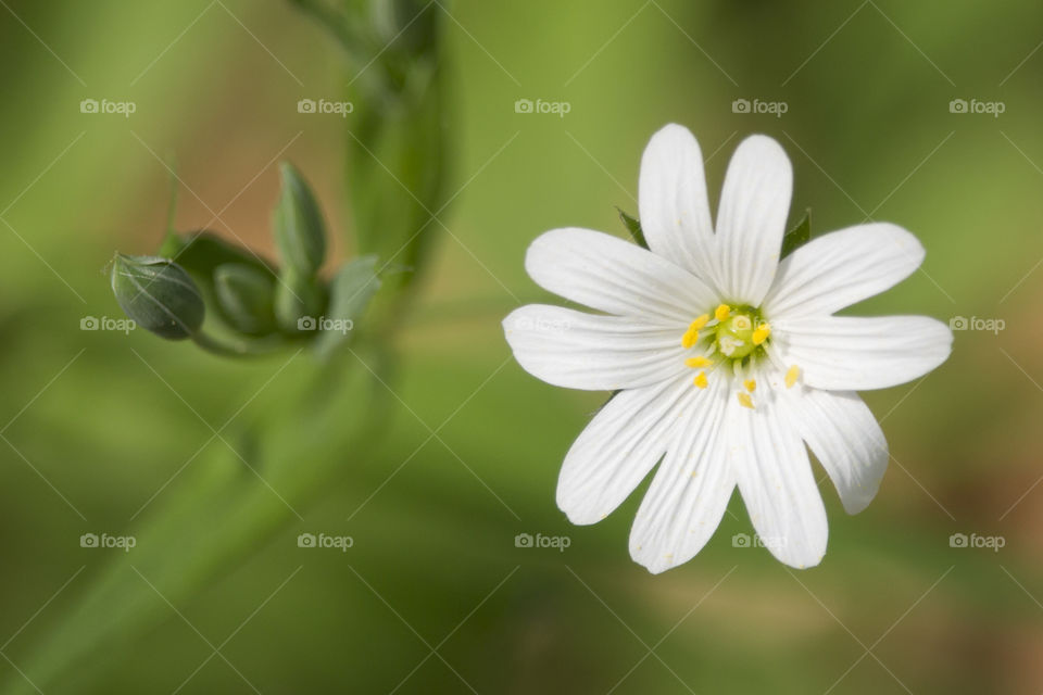 White flower with green bud 