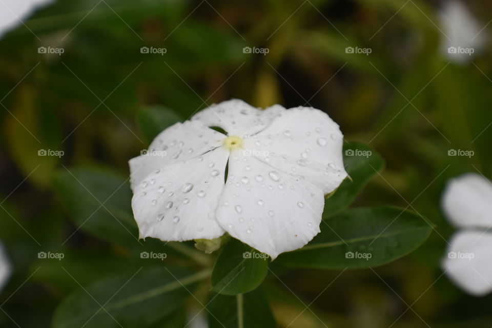 White flower rain drops