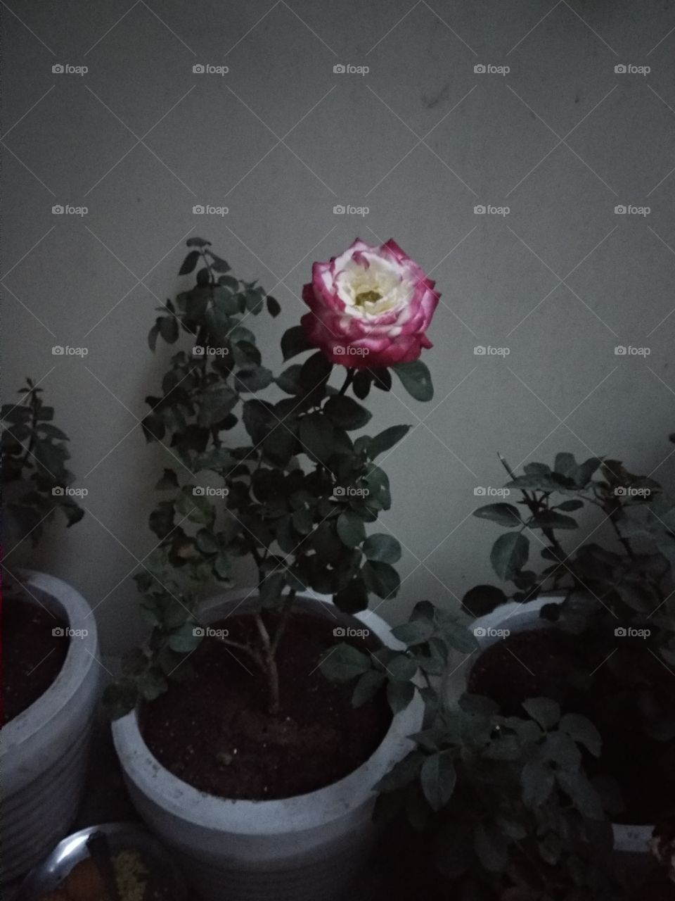 rose