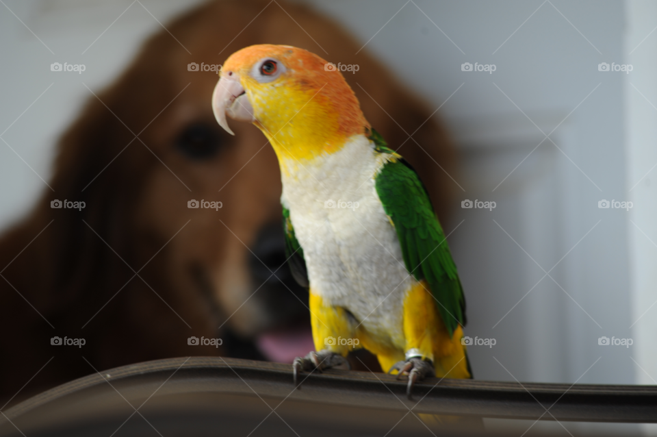 dog animal pet parrot by lightanddrawing