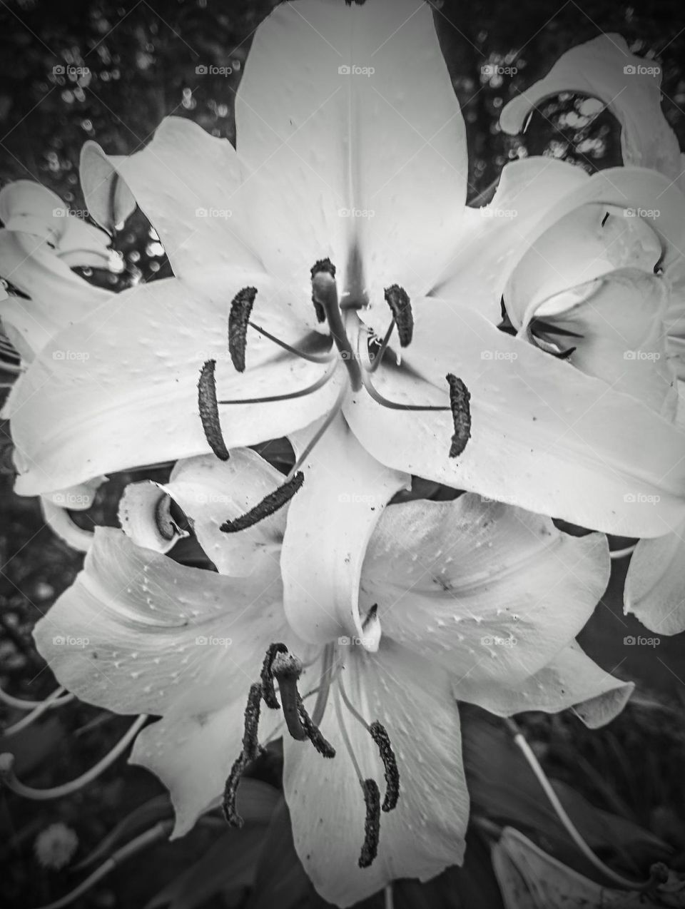 Black and White Lilly