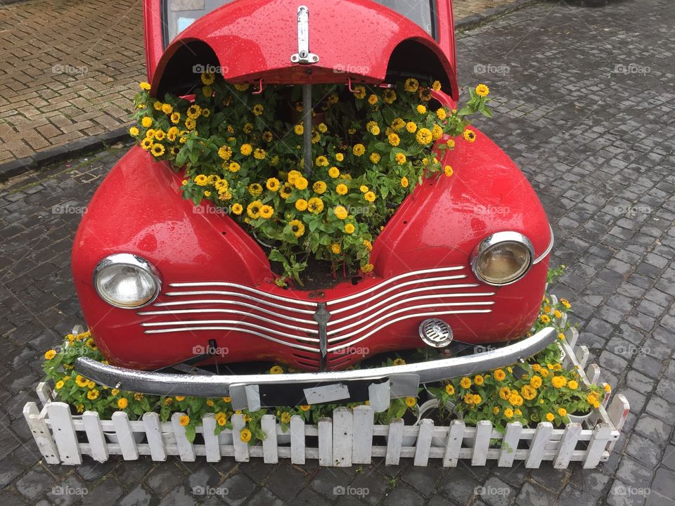 Yellow flower with vintage red car 