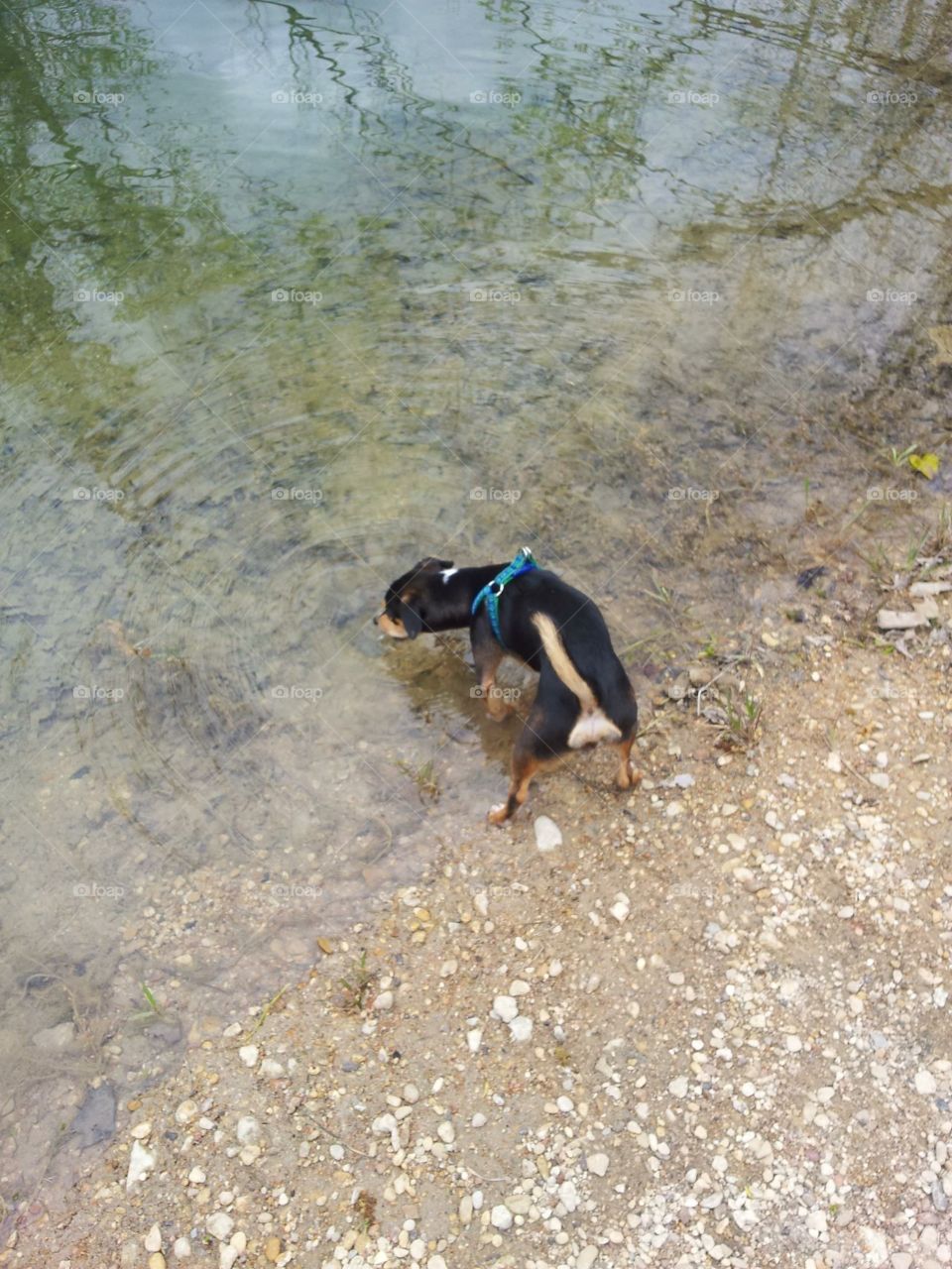 Peanut, The Swimming Chiweenie 