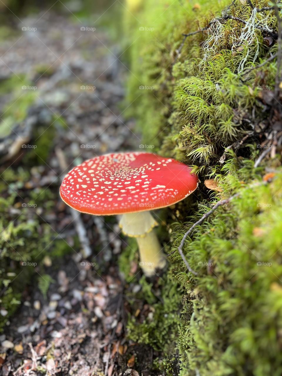 Wild toadstool 