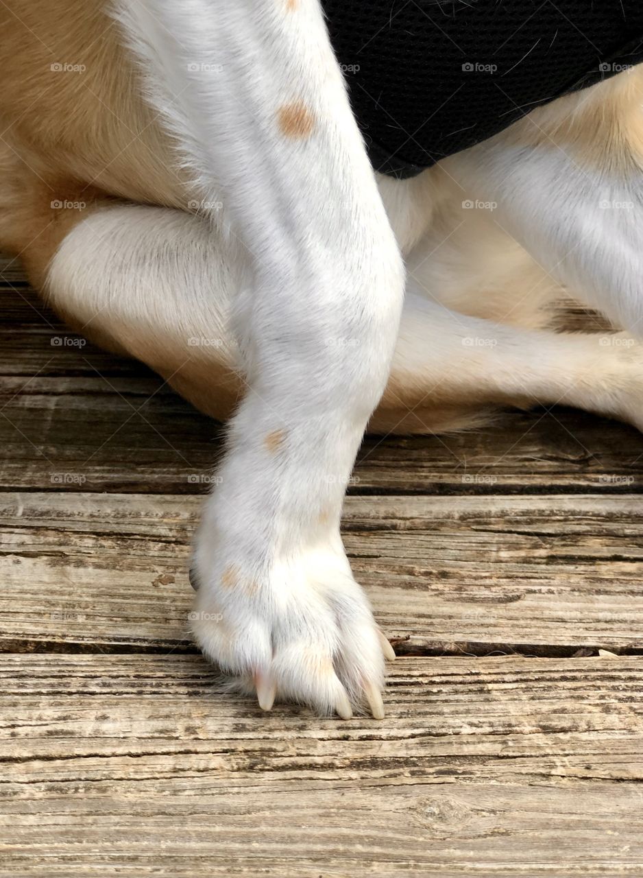 Closeup of dog’s front paw slightly lifted on wooden deck 