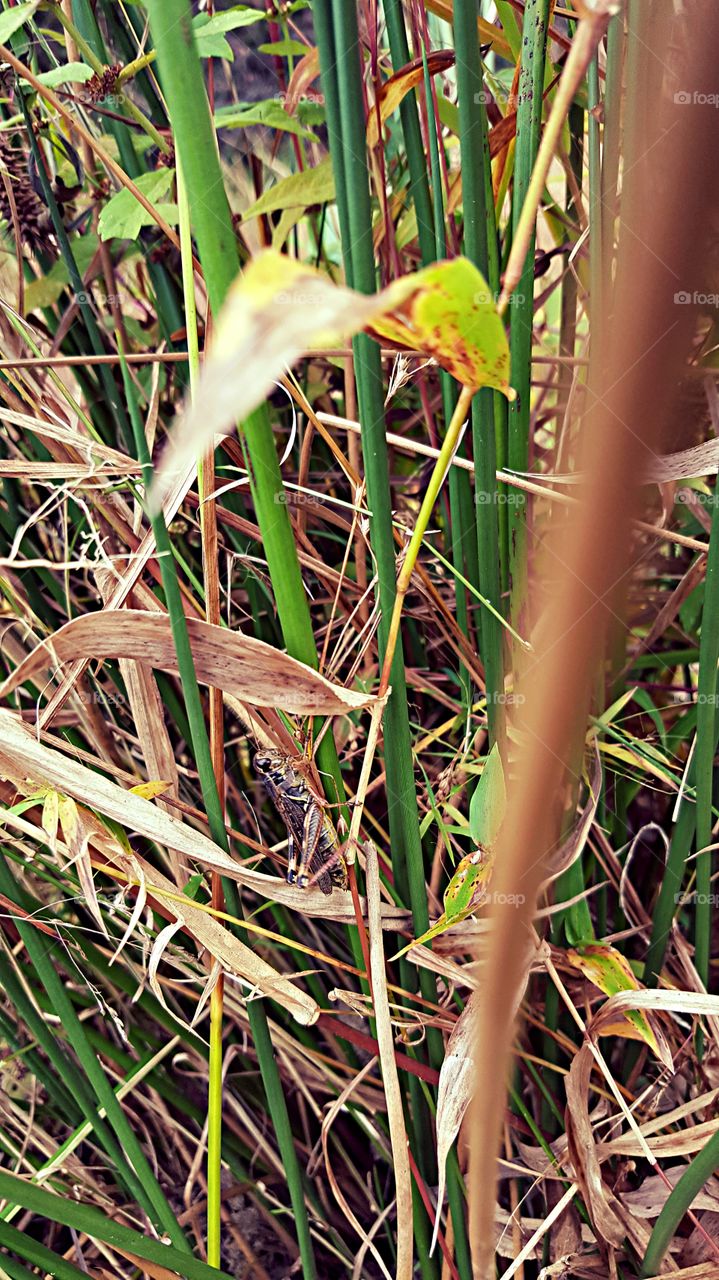Nature, Flora, Leaf, Grass, Outdoors