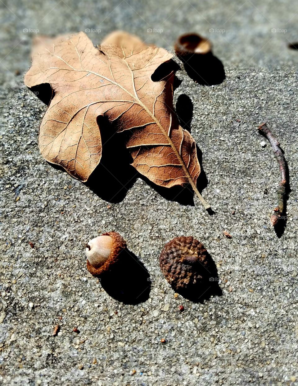 acorns and leaves o