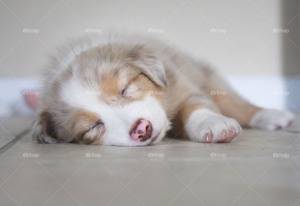 Puppy nap