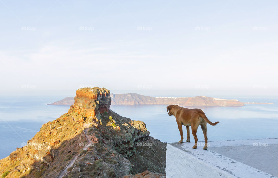 Dog standing mountain
