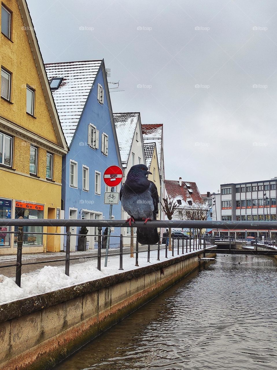 A beautiful photo of a pigeon siting on the side rails of a water channel somewhere in a city in Germany in the winter snow with colourful houses around it