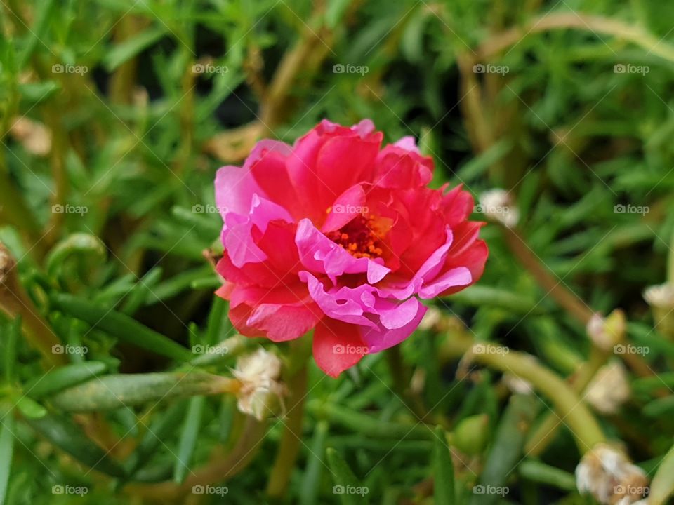 my beautiful Portulaca grandiflora