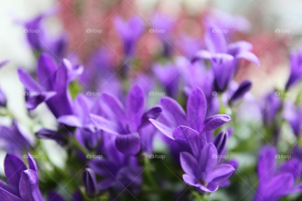 amazong purple flowers