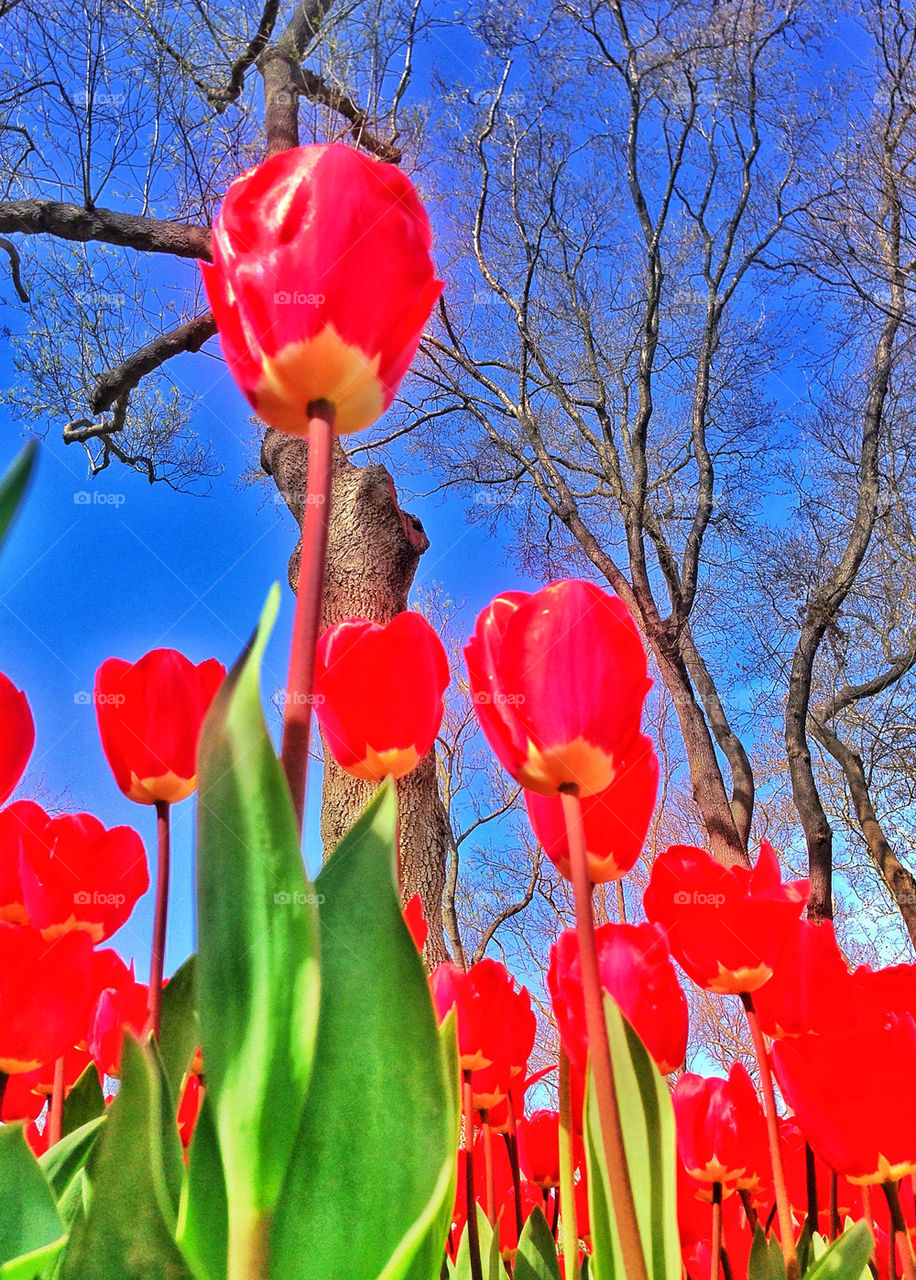 Tulip garden