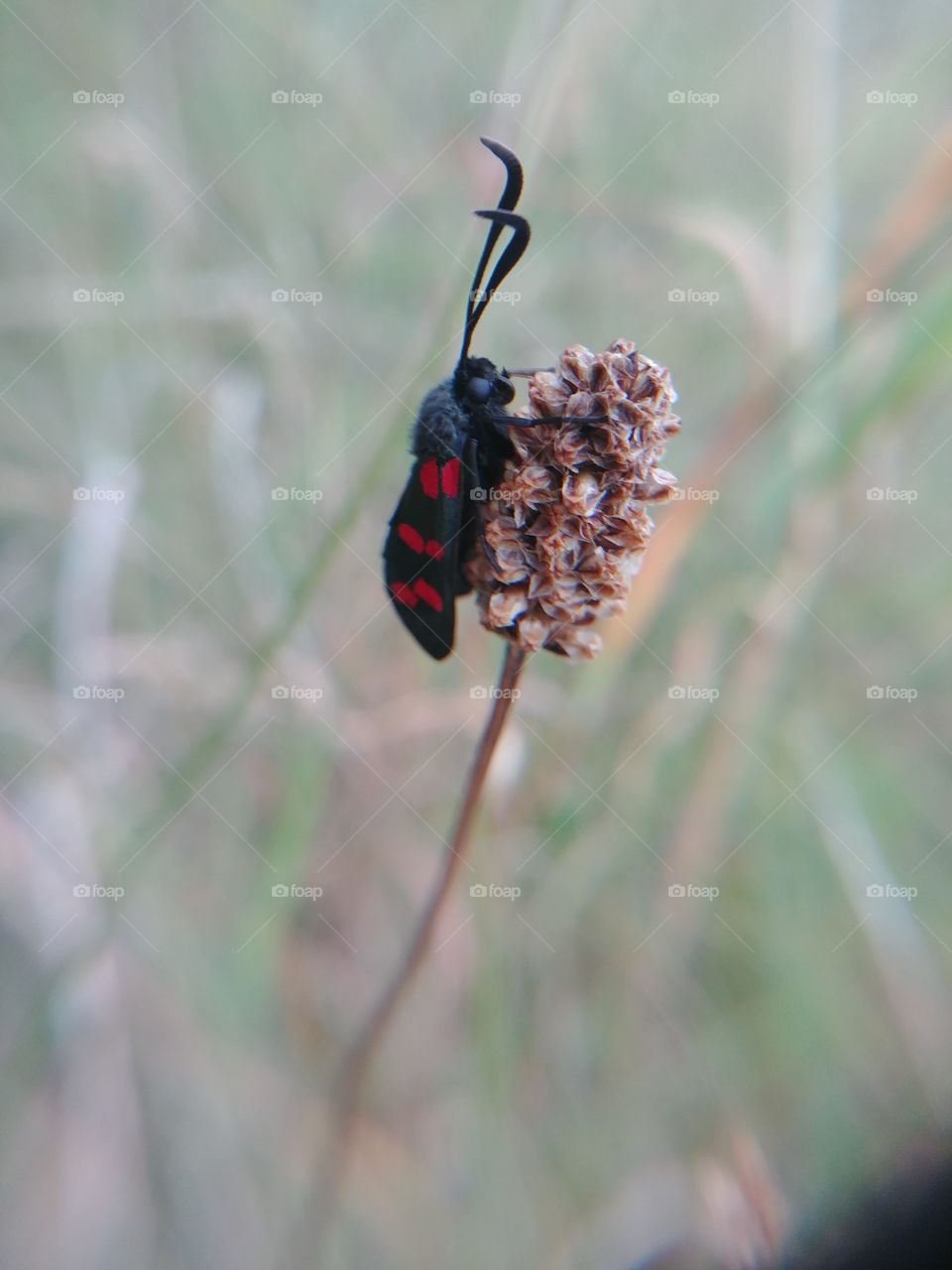 butterfly insekt blutströpfchen rot Schwarz wiese gras Sommer Hell