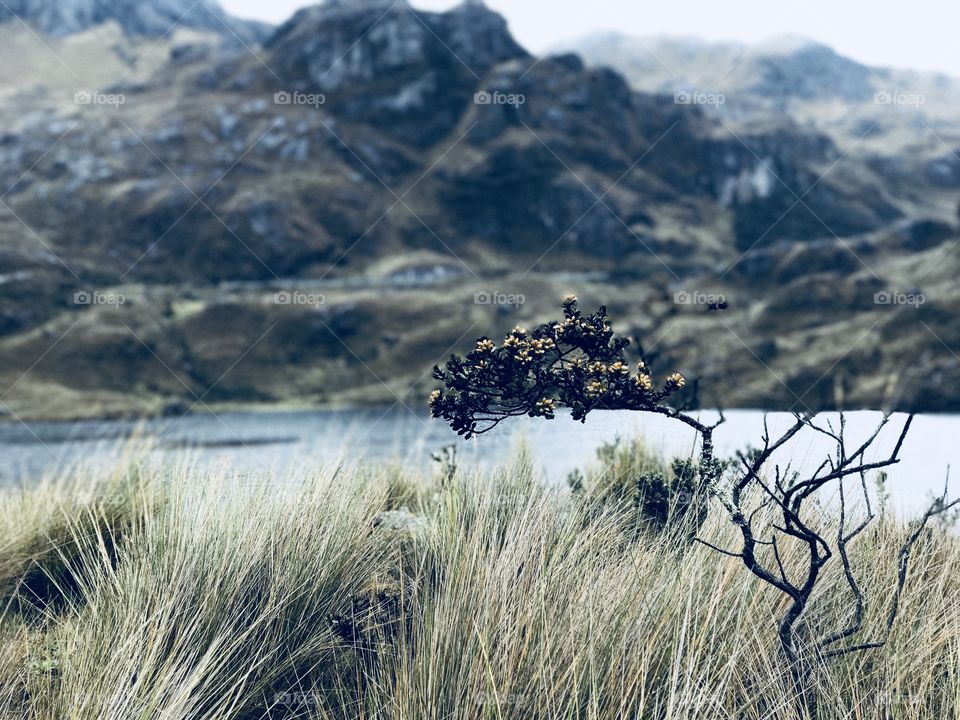 A lone survivor tree in focus against a wide lake and jagged mountains of Cajas National Park, Ecuador