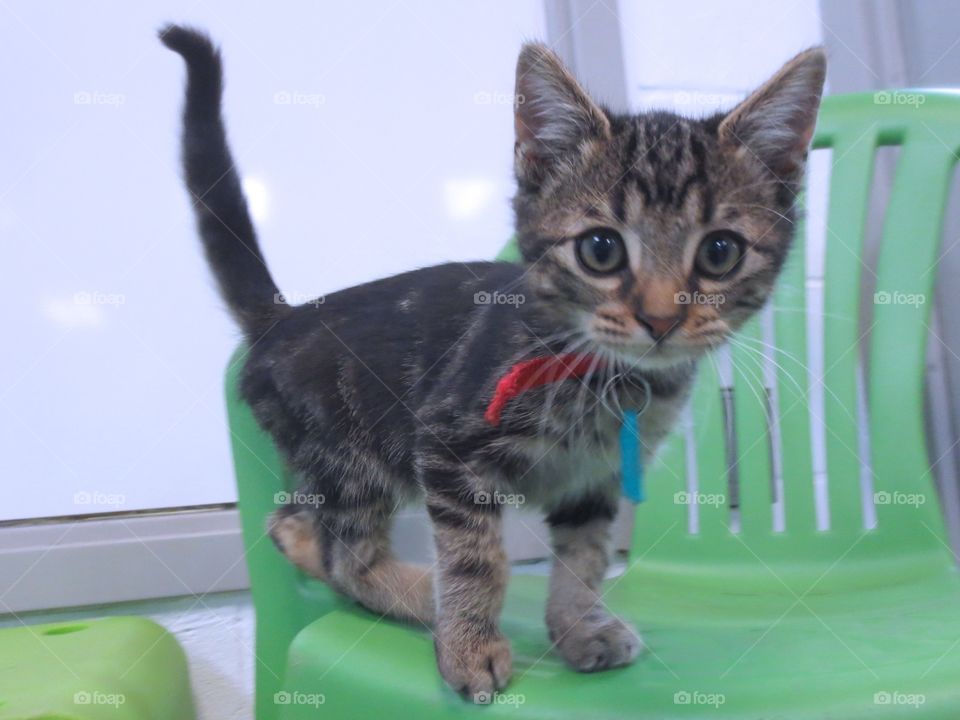 Brown tabby kitten on chair 