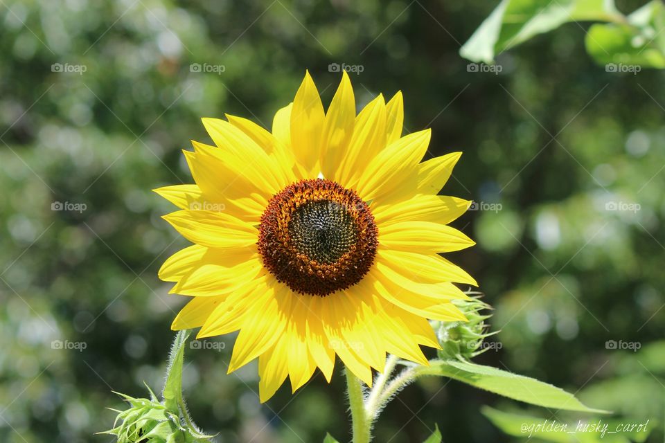sunshine and sunflowers