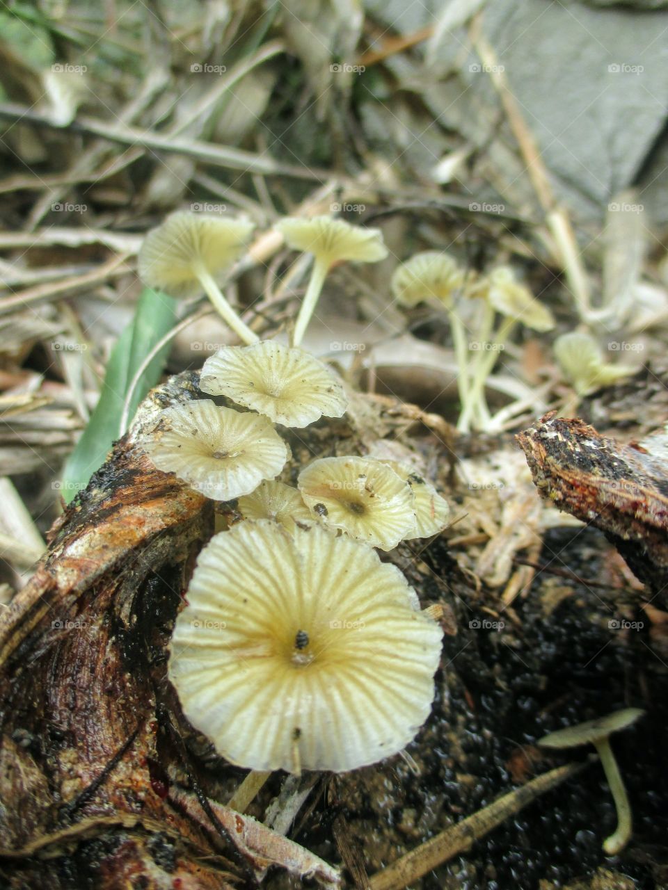 mushrooms