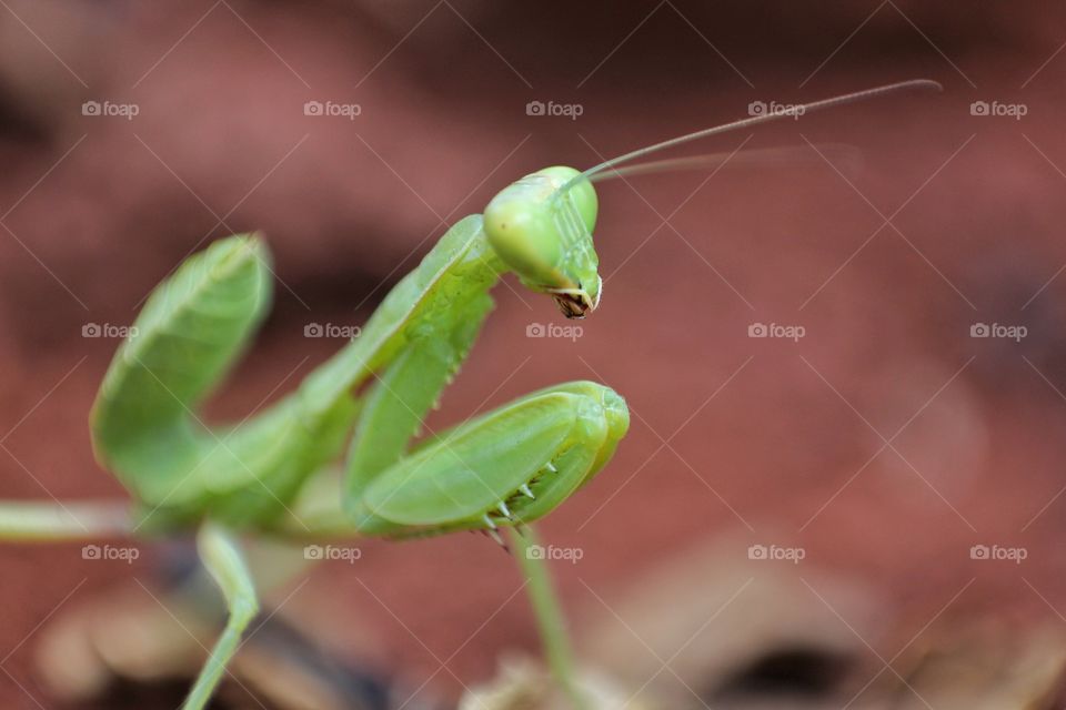 Green Praying mantis watching