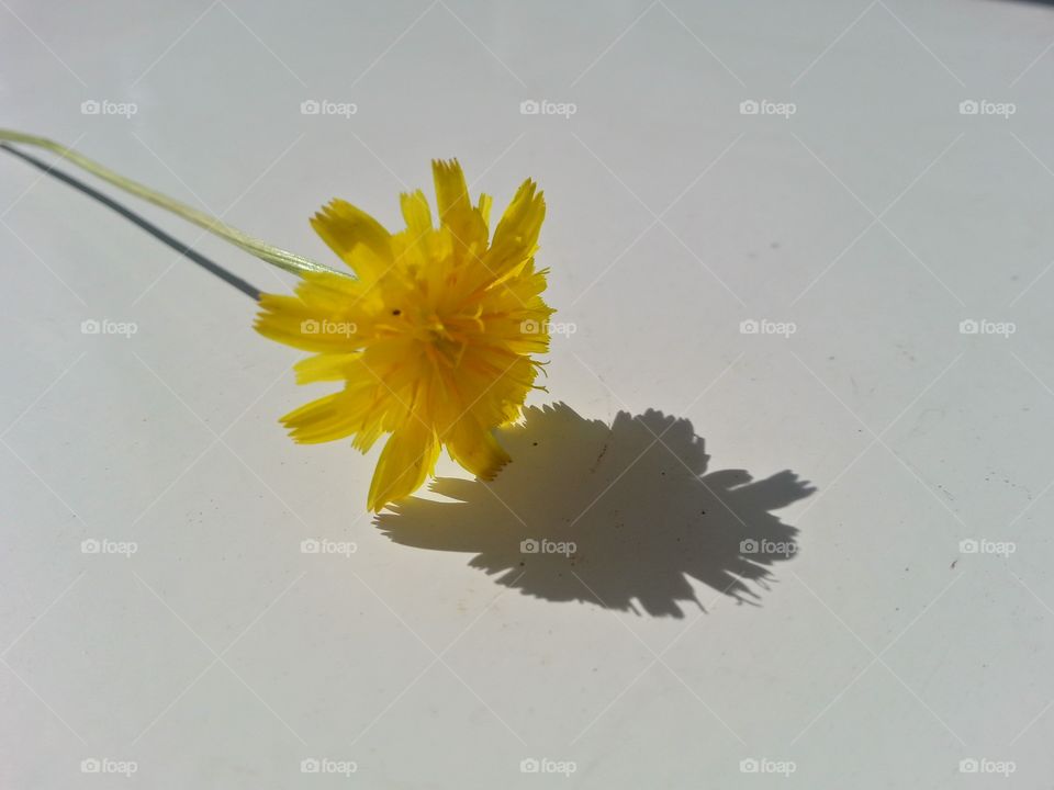 a beautiful wild flower creating an amazing shadow on the table.