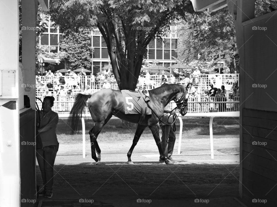 Belmont Park Smooth Daddy. Black and white picture of the saddling area and paddock at Belmont Park. This racehorse warms up before calling riders
