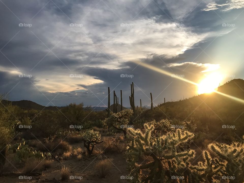 Desert Landscape 