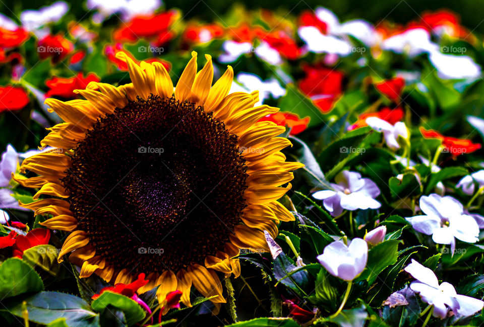 Lone sunflower 