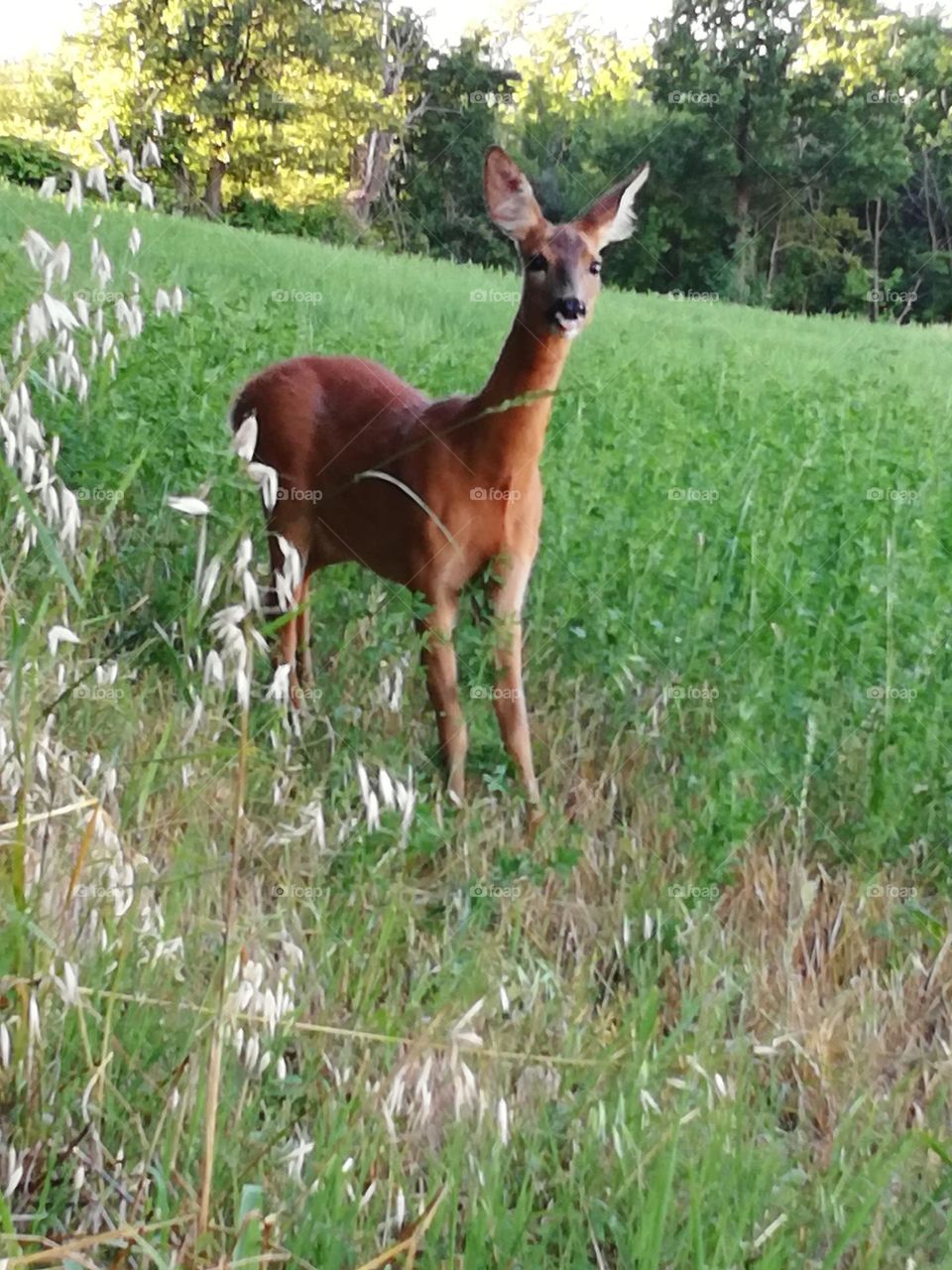 wild animals, animal theme, doe