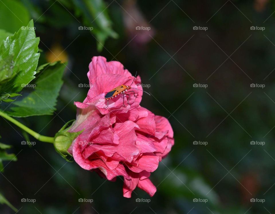 Insect on flower 