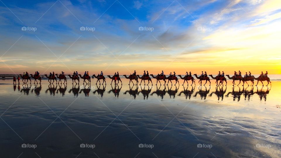 Row of camels  walking on beach at sunset