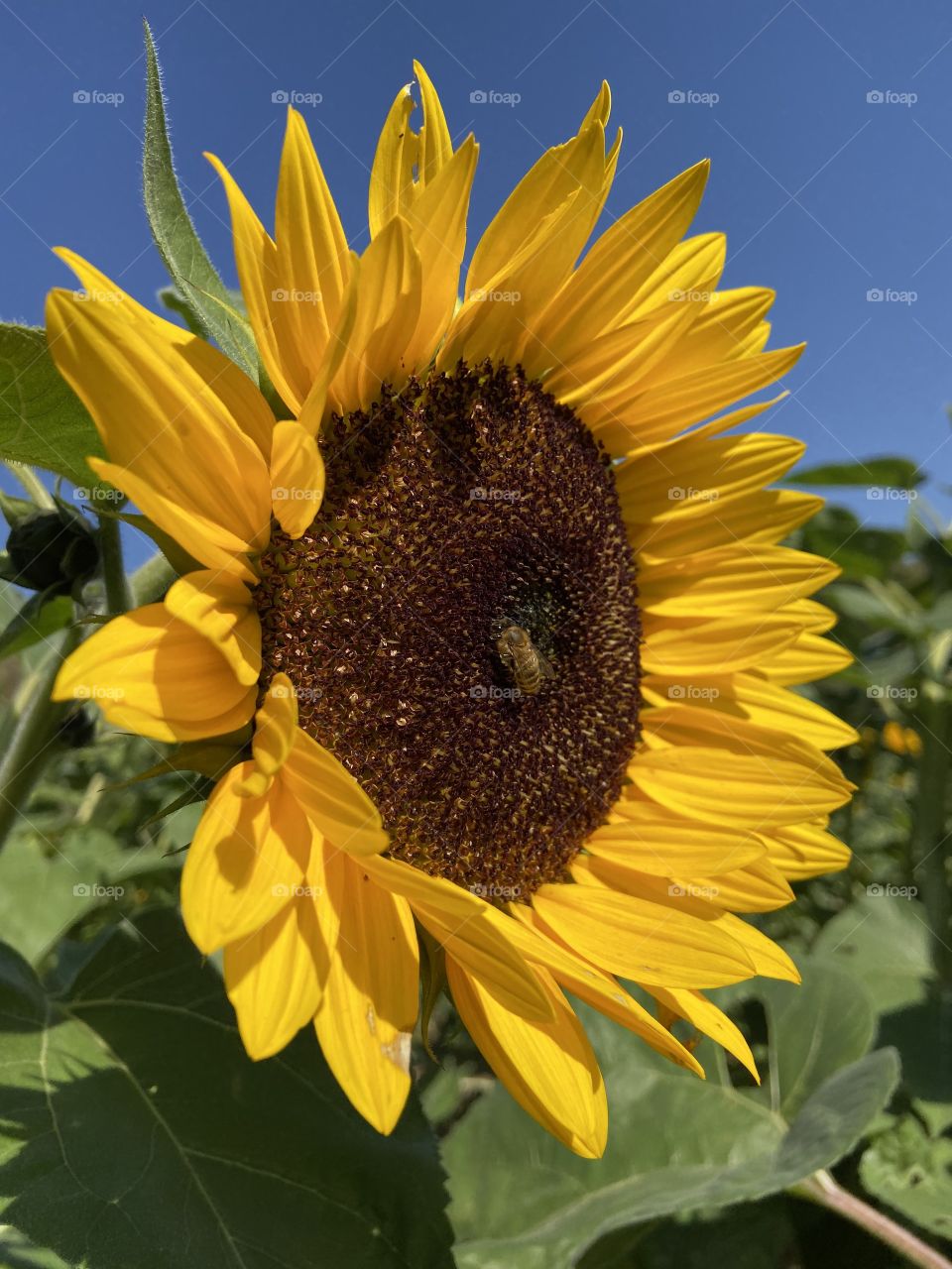 Sunflower bee in the center 