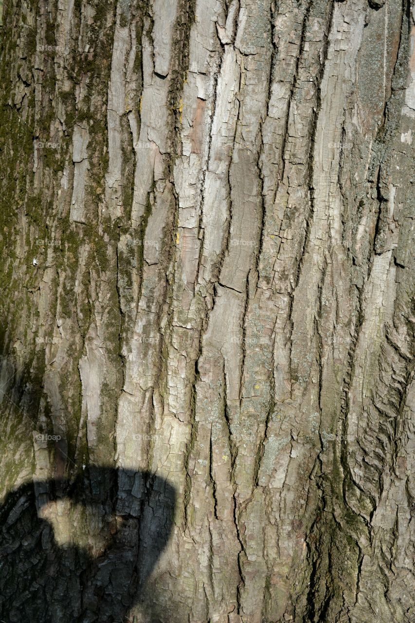 Bark, Tree, Wood, Desktop, Trunk