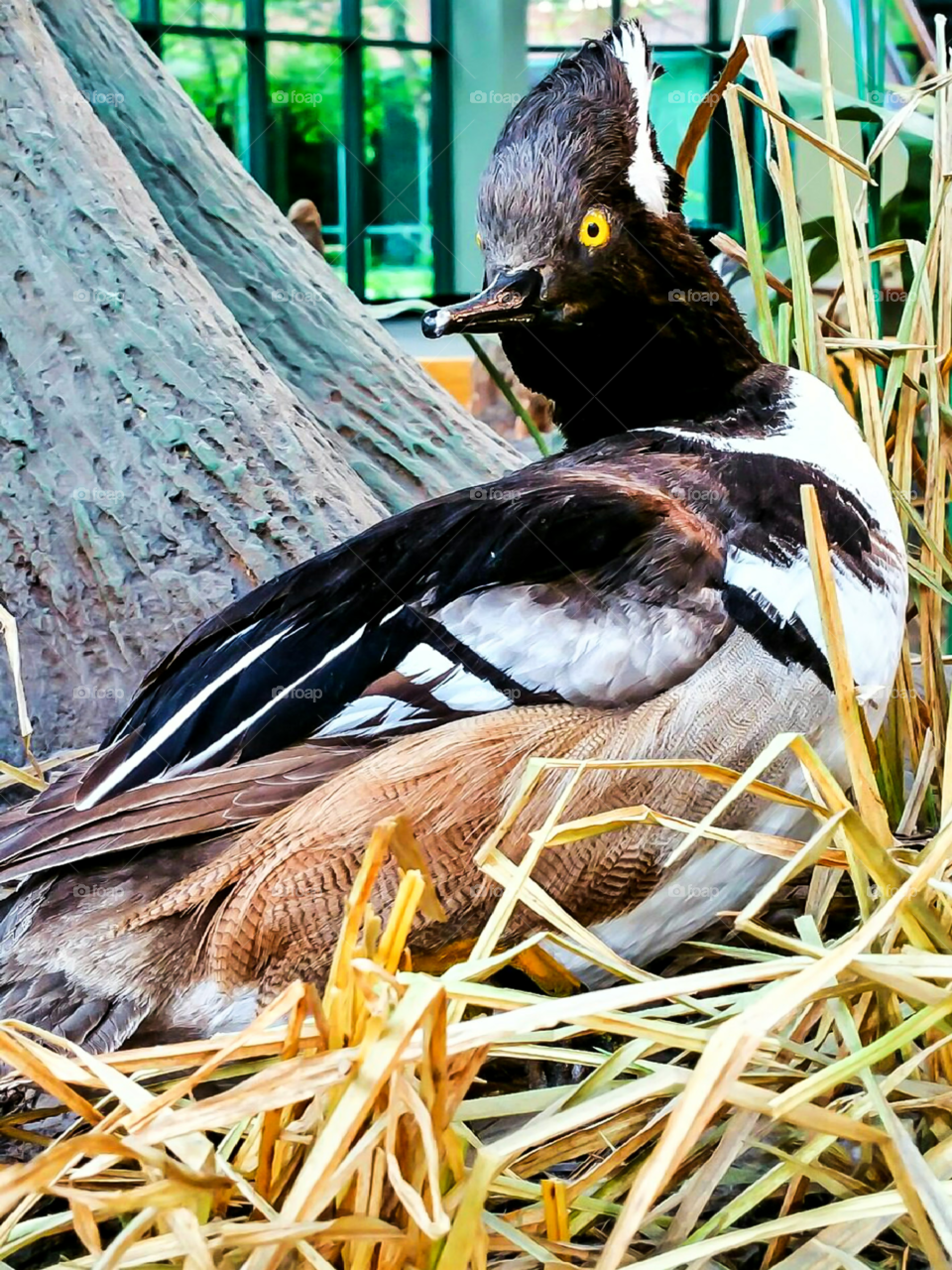 beautiful duck sitting on nest