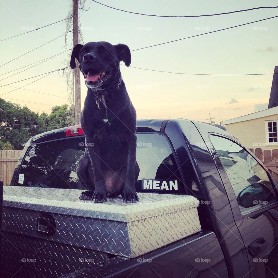 A truck and a dog