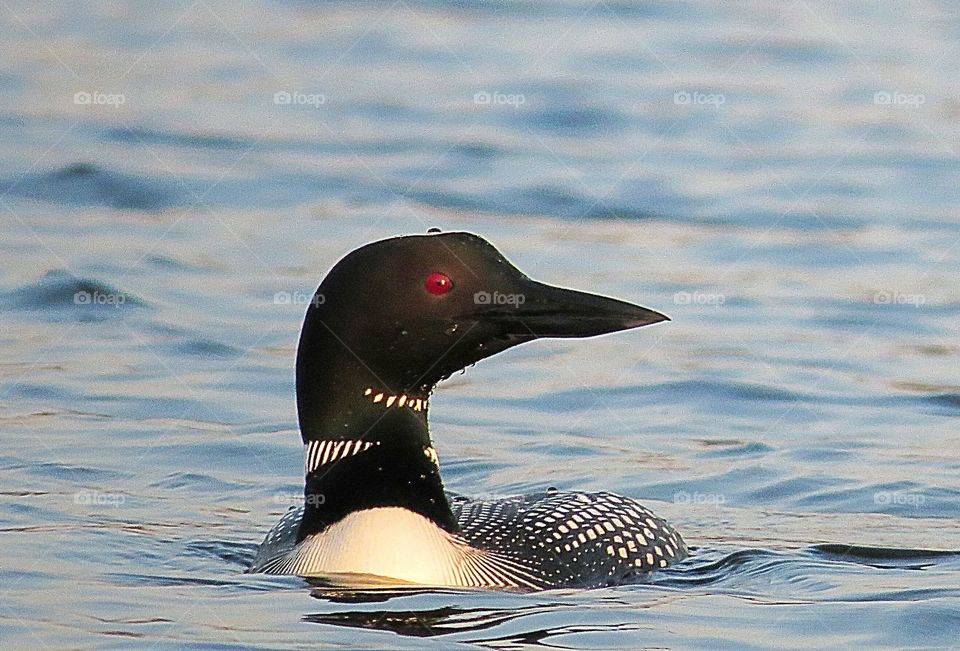 Red eyes of the Common Loon